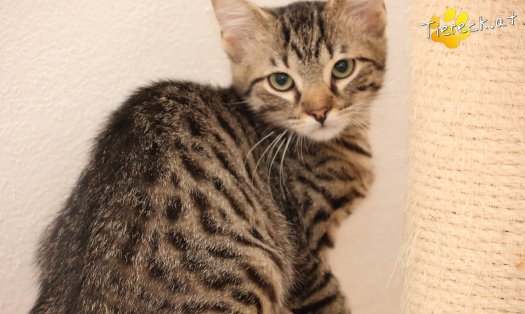 Katze Maurice (Foto by Tiereck.at - Lavanttaler Tierhilfe)