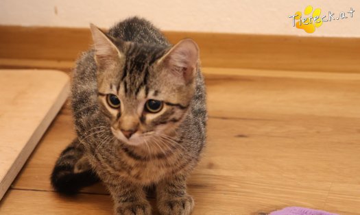 Katze Maurice (Foto by Tiereck.at - Lavanttaler Tierhilfe)