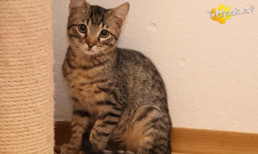 Katze Maurice (Foto by Tiereck.at - Lavanttaler Tierhilfe)