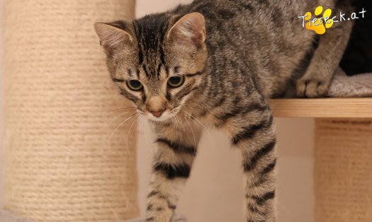 Katze Maurice (Foto by Tiereck.at - Lavanttaler Tierhilfe)