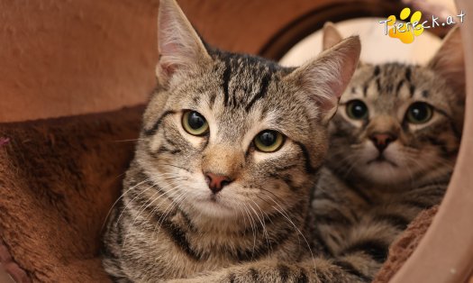 Katze Maurice (Foto by Tiereck.at - Lavanttaler Tierhilfe)
