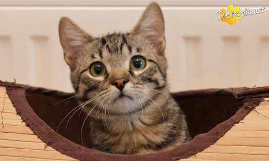Katze Maurice (Foto by Tiereck.at - Lavanttaler Tierhilfe)