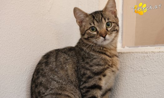 Katze Maurice (Foto by Tiereck.at - Lavanttaler Tierhilfe)