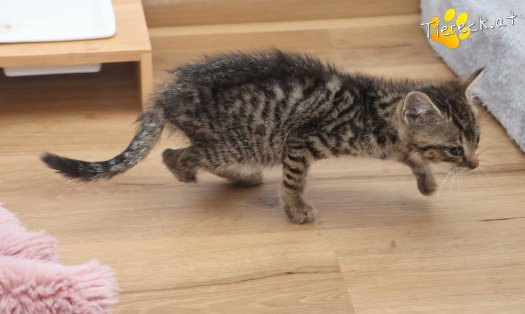 Katze Louis (Foto by Tiereck.at - Lavanttaler Tierhilfe)