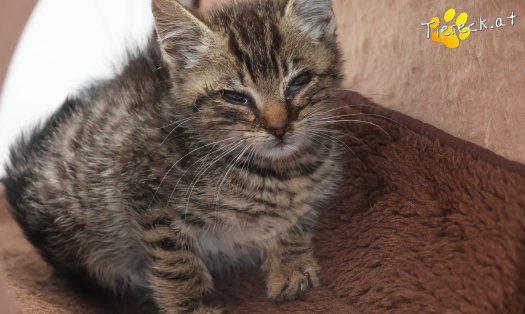 Katze Louis (Foto by Tiereck.at - Lavanttaler Tierhilfe)
