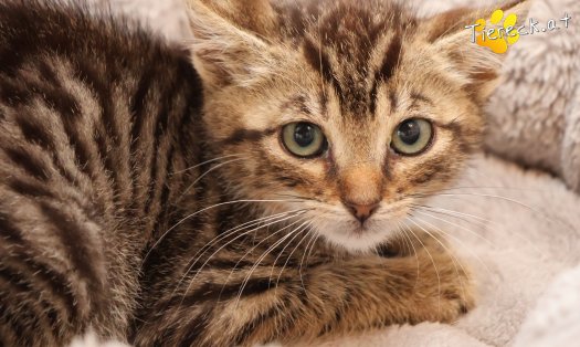 Katze Louis (Foto by Tiereck.at - Lavanttaler Tierhilfe)