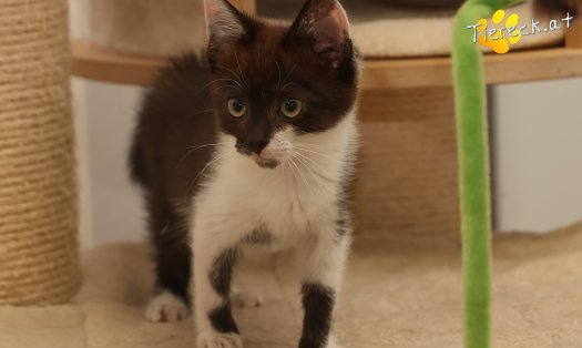 Katze Lui (Foto by Tiereck.at - Lavanttaler Tierhilfe)