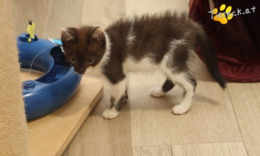 Katze Lui (Foto by Tiereck.at - Lavanttaler Tierhilfe)