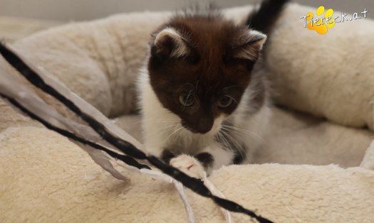 Katze Lui (Foto by Tiereck.at - Lavanttaler Tierhilfe)
