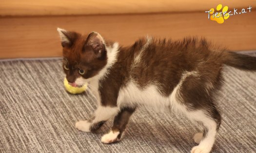 Katze Lui (Foto by Tiereck.at - Lavanttaler Tierhilfe)