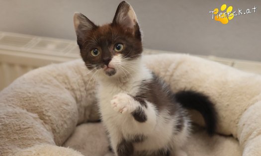 Katze Lui (Foto by Tiereck.at - Lavanttaler Tierhilfe)