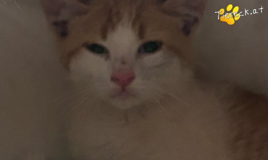 Katze Spike (Foto by Tiereck.at - Lavanttaler Tierhilfe)