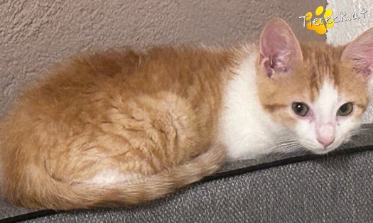 Katze Spike (Foto by Tiereck.at - Lavanttaler Tierhilfe)