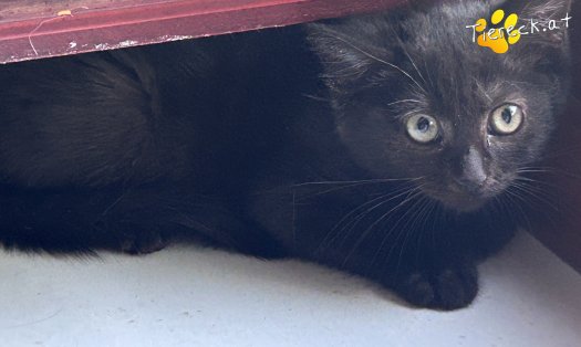 Katze Soraya (Foto by Tiereck.at - Lavanttaler Tierhilfe)