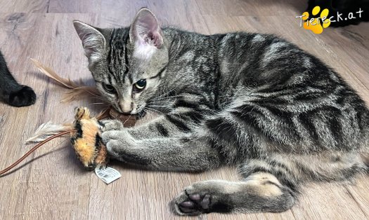 Katze Chico (Foto by Tiereck.at - Lavanttaler Tierhilfe)