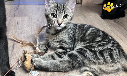Katze Chico (Foto by Tiereck.at - Lavanttaler Tierhilfe)