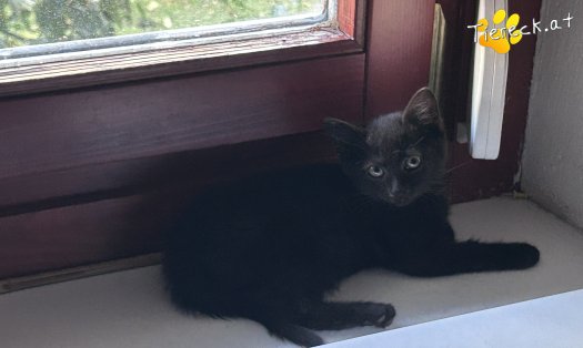 Katze Scarlett (Foto by Tiereck.at - Lavanttaler Tierhilfe)