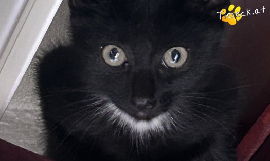 Katze Luzifer (Foto by Tiereck.at - Lavanttaler Tierhilfe)