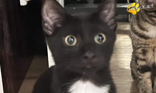 Katze Luzifer (Foto by Tiereck.at - Lavanttaler Tierhilfe)