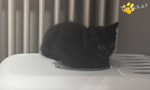 Katze Tosca (Foto by Tiereck.at - Lavanttaler Tierhilfe)