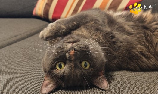 Katze Lilly (Foto by Tiereck.at - Lavanttaler Tierhilfe)