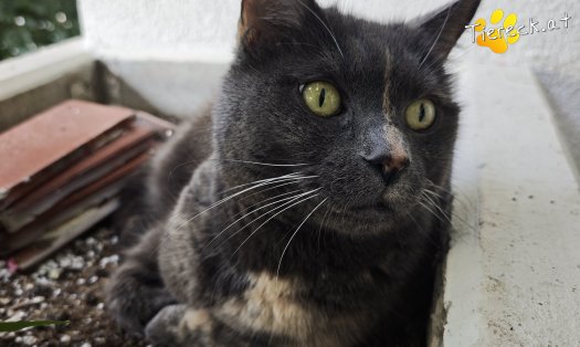 Katze Lilly (Foto by Tiereck.at - Lavanttaler Tierhilfe)
