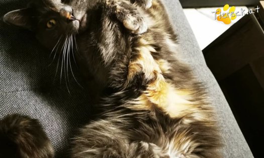 Katze Lilly (Foto by Tiereck.at - Lavanttaler Tierhilfe)