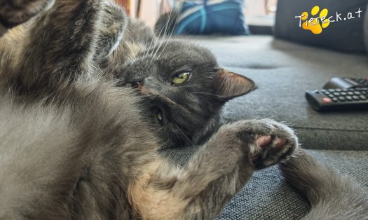 Katze Lilly (Foto by Tiereck.at - Lavanttaler Tierhilfe)