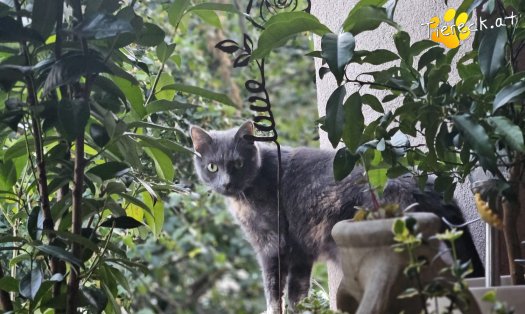 Katze Lilly (Foto by Tiereck.at - Lavanttaler Tierhilfe)