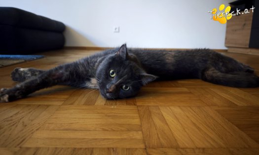 Katze Lilly (Foto by Tiereck.at - Lavanttaler Tierhilfe)