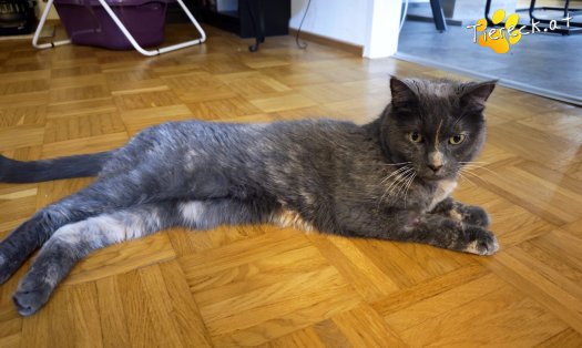 Katze Lilly (Foto by Tiereck.at - Lavanttaler Tierhilfe)