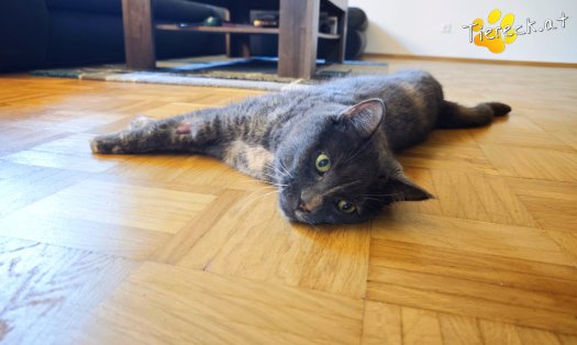 Katze Lilly (Foto by Tiereck.at - Lavanttaler Tierhilfe)