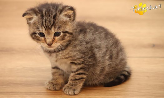 Katze Kimi (Foto by Tiereck.at - Lavanttaler Tierhilfe)