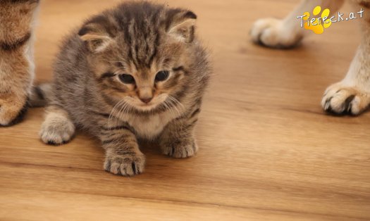 Katze Kimi (Foto by Tiereck.at - Lavanttaler Tierhilfe)
