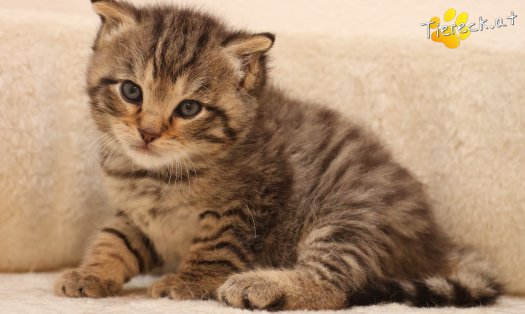 Katze Kimi (Foto by Tiereck.at - Lavanttaler Tierhilfe)