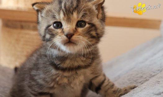 Katze Kimi (Foto by Tiereck.at - Lavanttaler Tierhilfe)