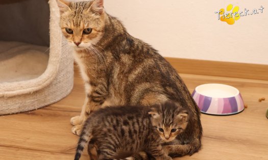 Katze Kimi (Foto by Tiereck.at - Lavanttaler Tierhilfe)