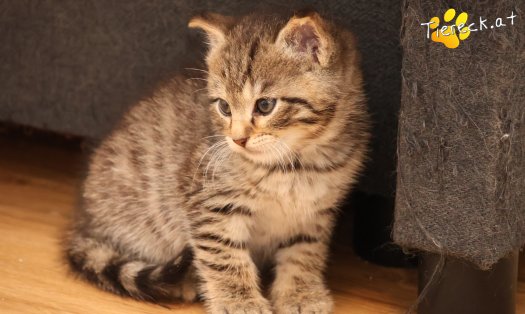 Katze Kimi (Foto by Tiereck.at - Lavanttaler Tierhilfe)
