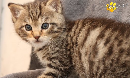 Katze Kimi (Foto by Tiereck.at - Lavanttaler Tierhilfe)