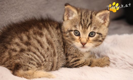 Katze Kimi (Foto by Tiereck.at - Lavanttaler Tierhilfe)