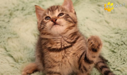 Katze Kimi (Foto by Tiereck.at - Lavanttaler Tierhilfe)