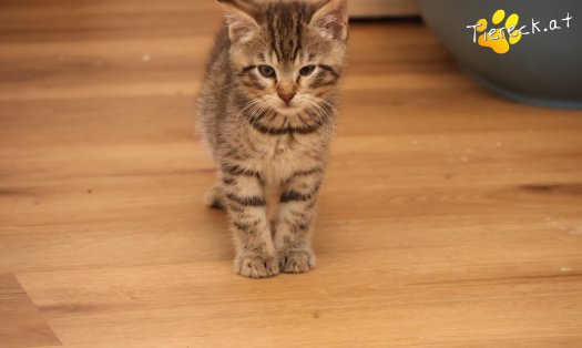 Katze Kimi (Foto by Tiereck.at - Lavanttaler Tierhilfe)