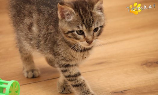 Katze Kimi (Foto by Tiereck.at - Lavanttaler Tierhilfe)