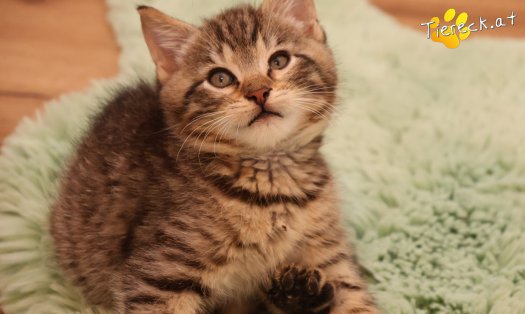 Katze Kimi (Foto by Tiereck.at - Lavanttaler Tierhilfe)