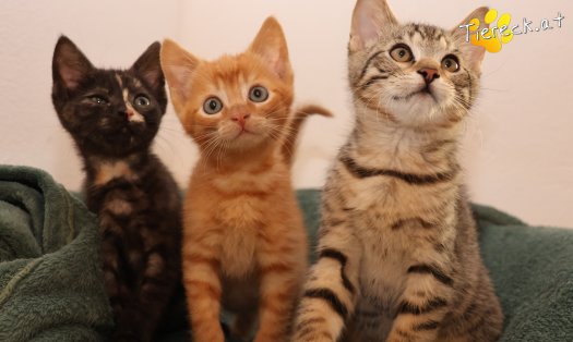 Katze Kimi (Foto by Tiereck.at - Lavanttaler Tierhilfe)