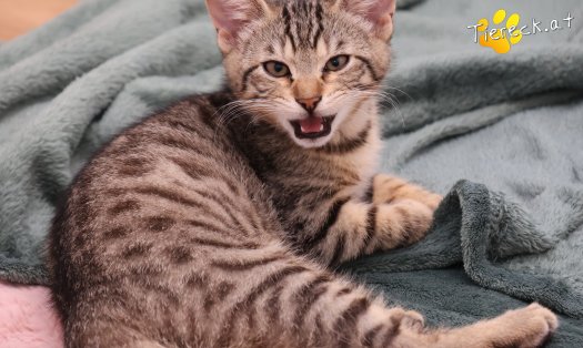 Katze Kimi (Foto by Tiereck.at - Lavanttaler Tierhilfe)