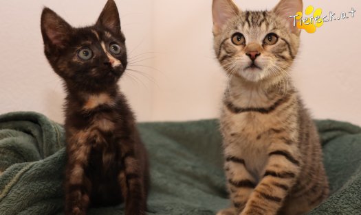 Katze Kimi (Foto by Tiereck.at - Lavanttaler Tierhilfe)