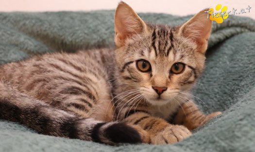 Katze Kimi (Foto by Tiereck.at - Lavanttaler Tierhilfe)