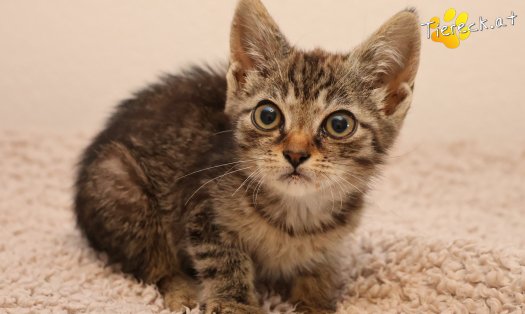 Katze Lilly (Foto by Tiereck.at - Lavanttaler Tierhilfe)