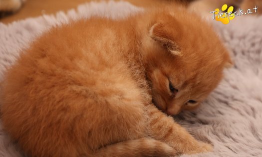 Katze Eddy (Foto by Tiereck.at - Lavanttaler Tierhilfe)